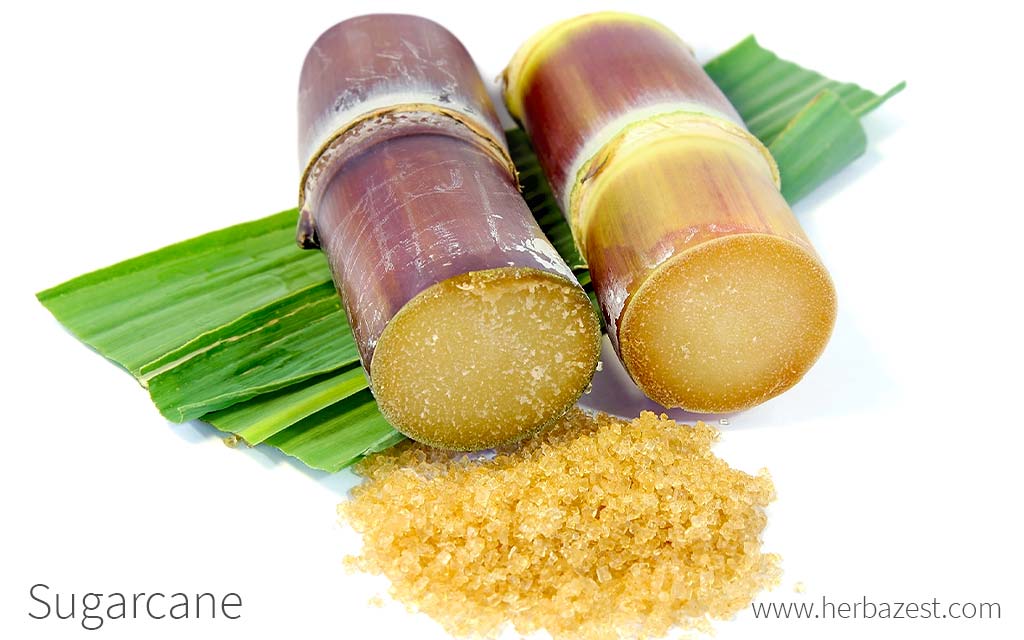 Sugar Cane